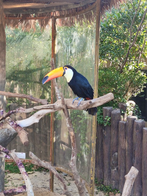 Whip toucan