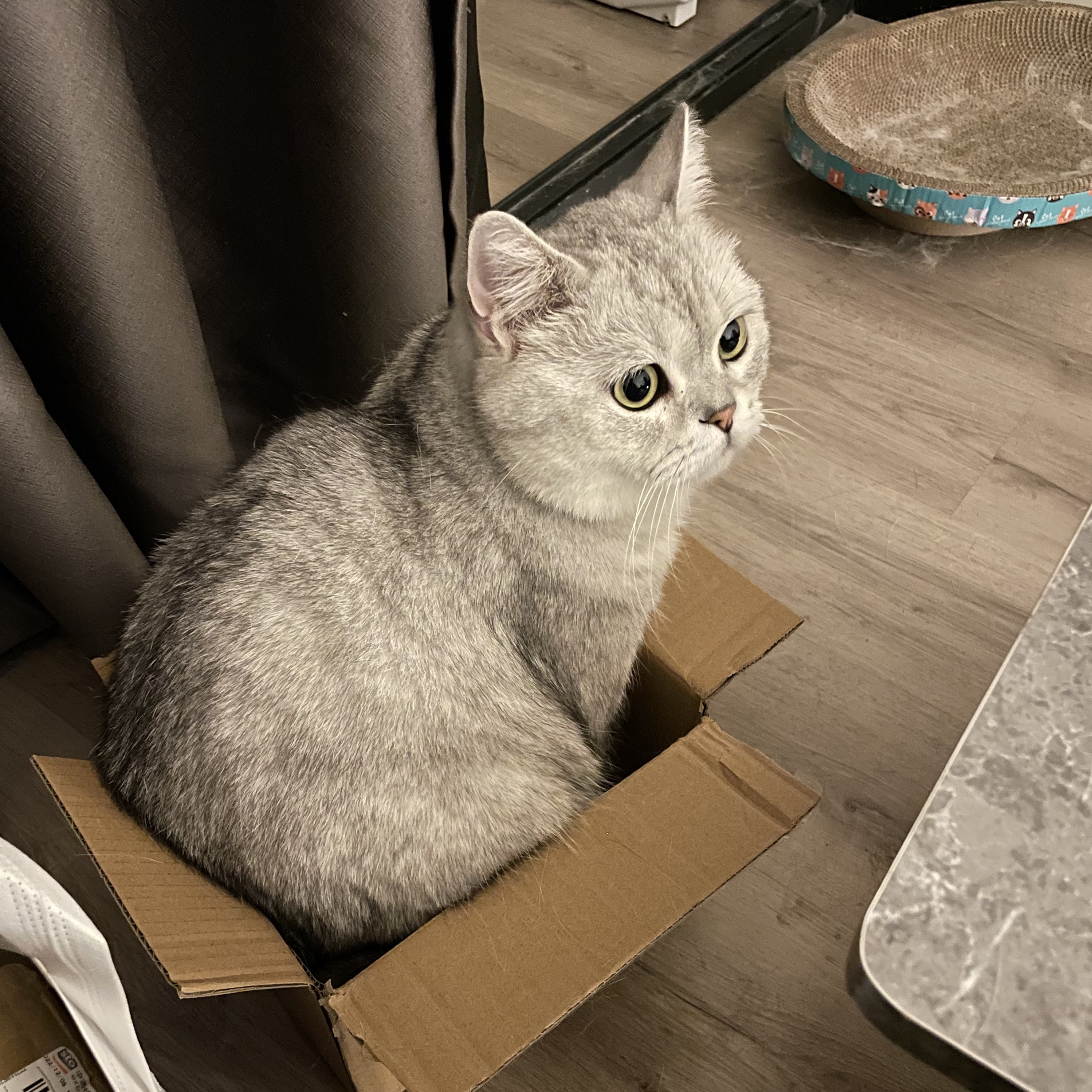 Kangkang, the cat