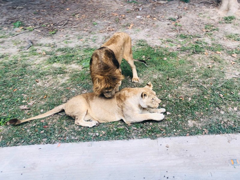 Lion