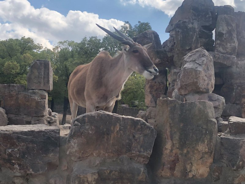Antelope