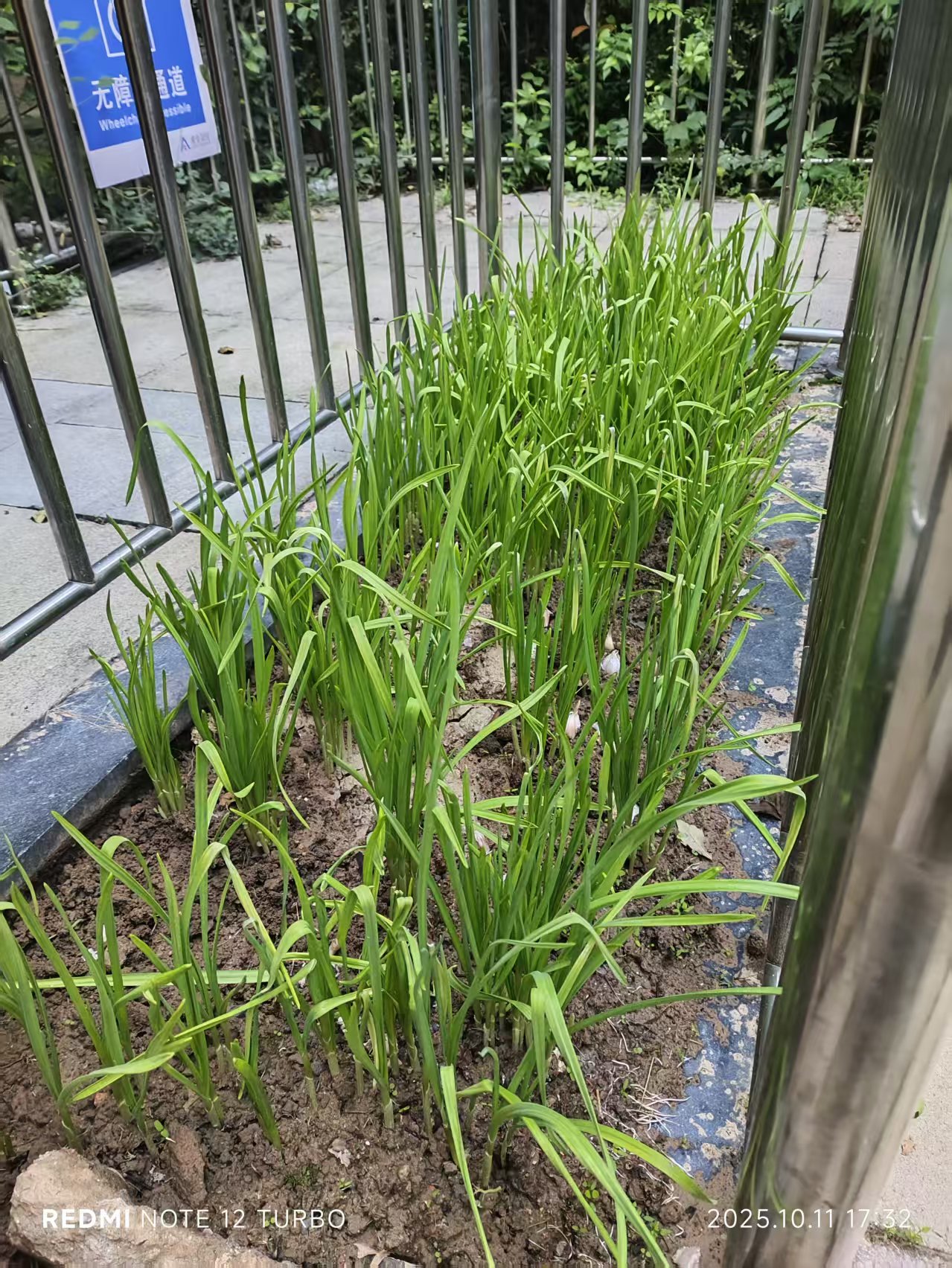 Garlic sprouts photo 4