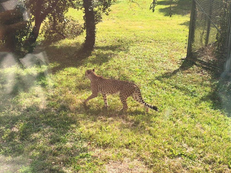 Cheetah