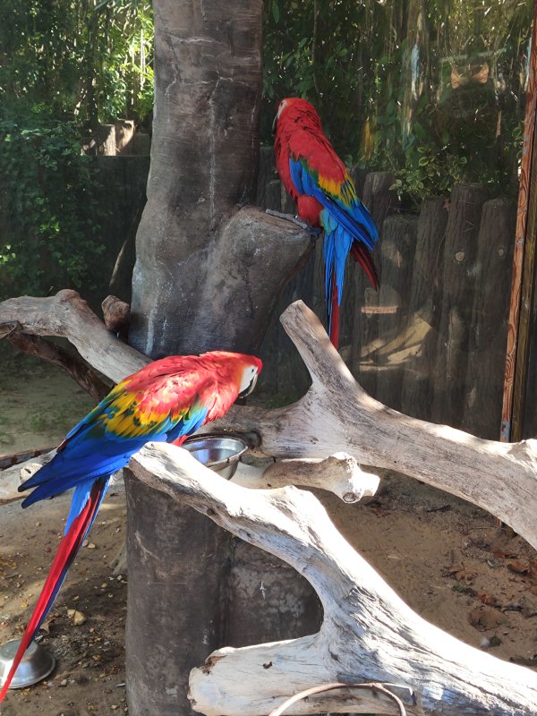 Macaw