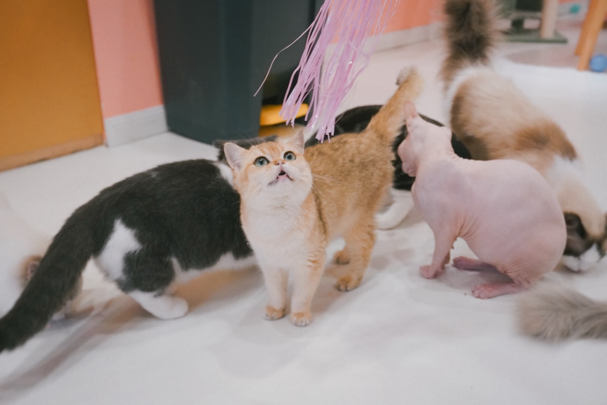 点击放大图片 Ragdoll cat 02