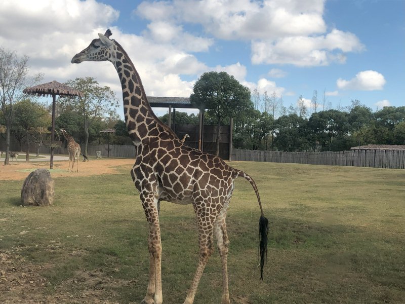 Giraffe