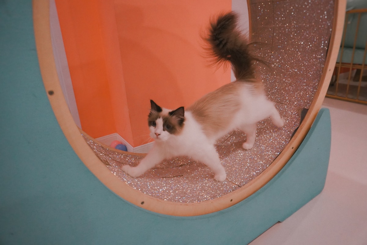 点击放大图片 Ragdoll cat 03