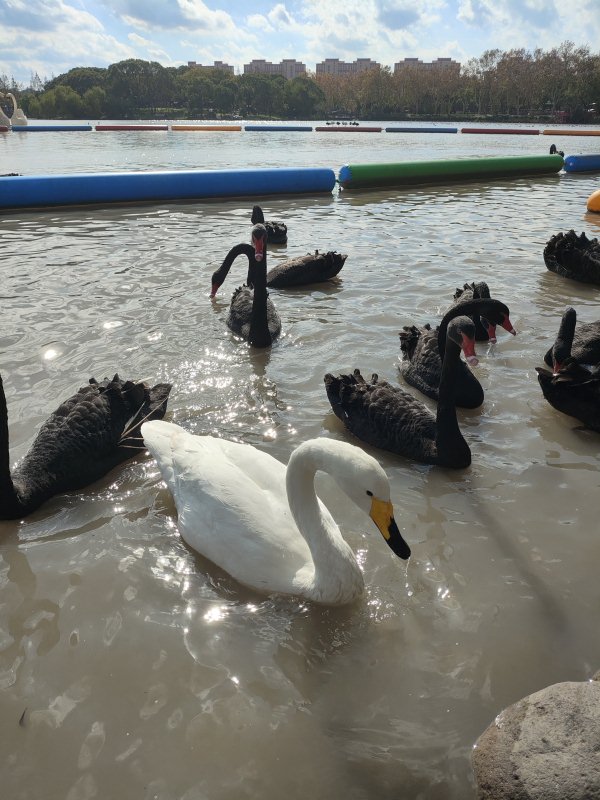 Swans