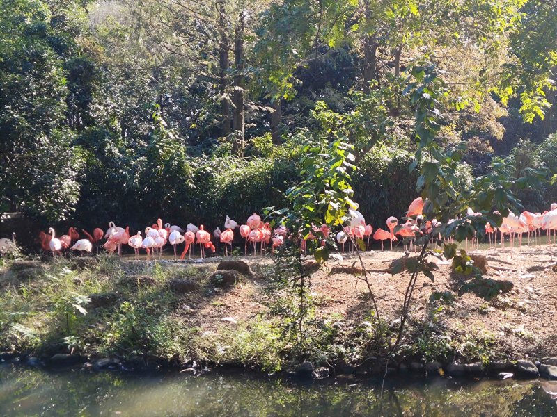 Flamingos