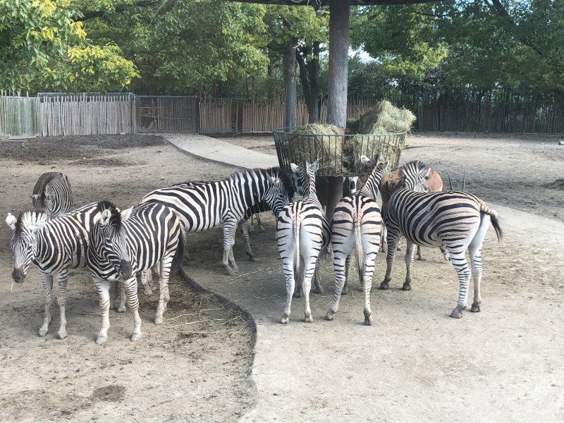 Zebra