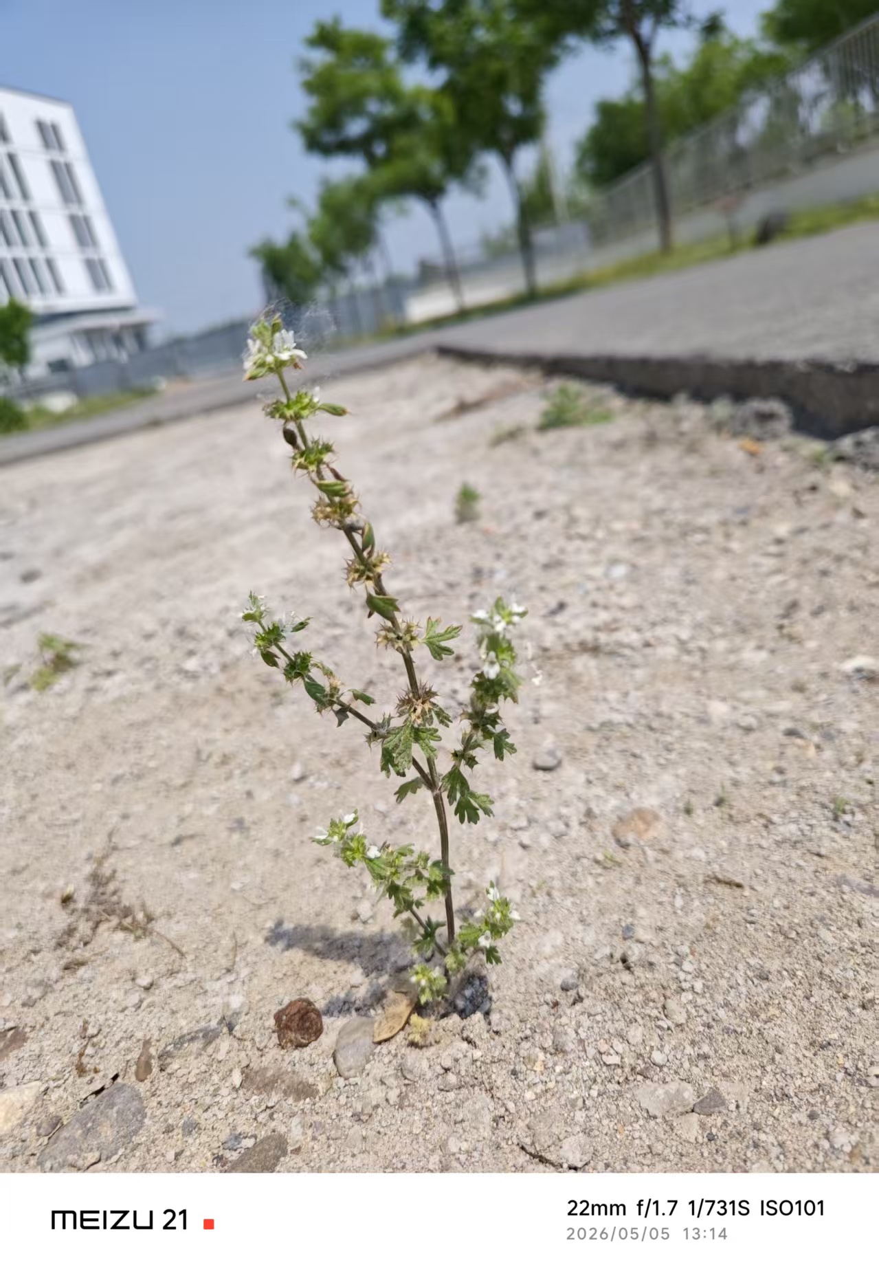 A summer solstice herb growing from a crack in cement
