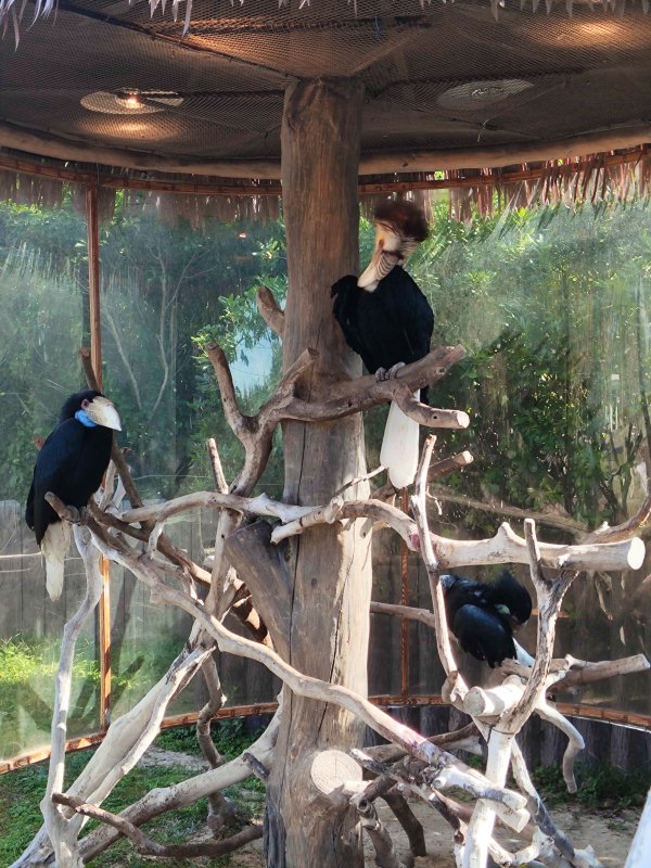 Wreathed hornbill