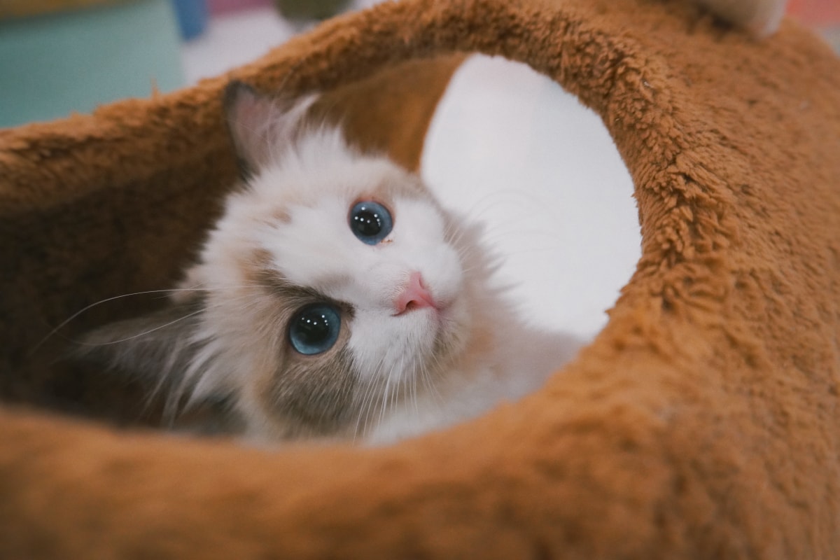 点击放大图片 Ragdoll cat 01