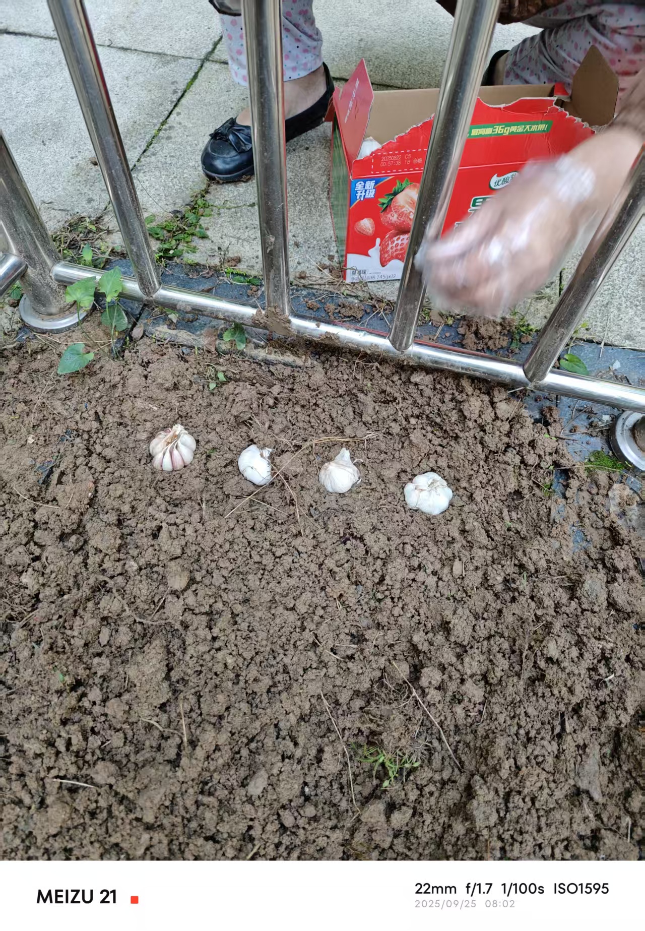 Garlic sprouts photo 2