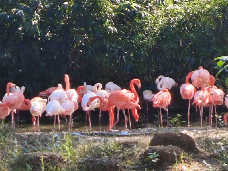 Flamingos