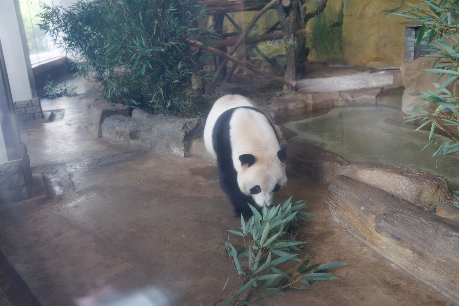 Panda at Chengdu Panda Base