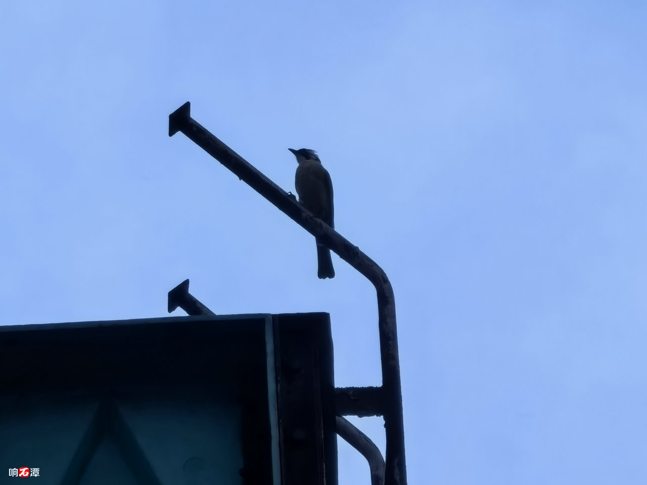 A bird on the rooftop
