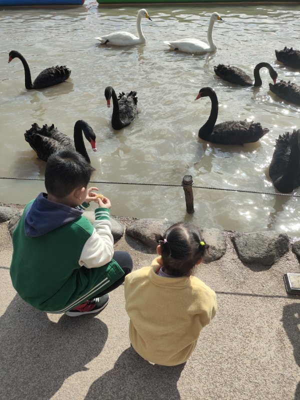 Feeding the swans